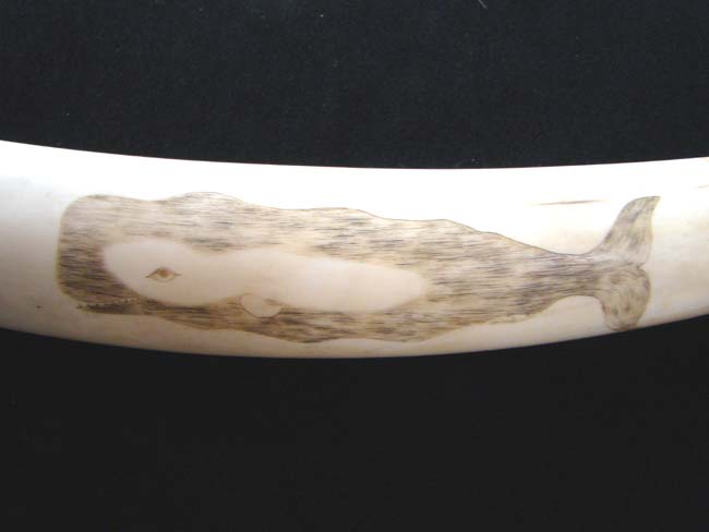 An Historic Civil War era scrimshawed Walrus Tusk circa 1863-1866 — image 5